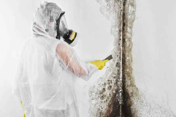 Best Mold Remediation Experts  in Funny River, AK