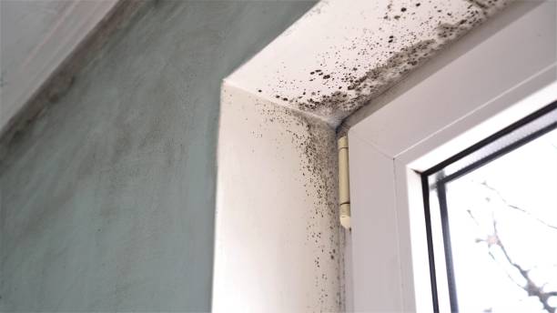 Certified Mold Removal in Funny River, AK