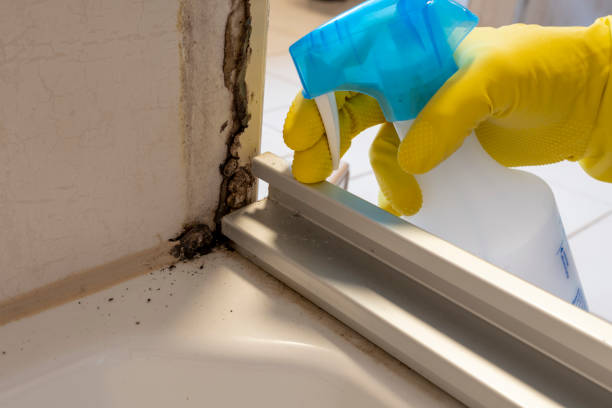 Best Office Mold Removal Services  in Funny River, AK