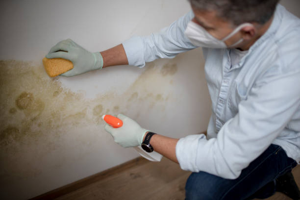 Best Mold Testing  in Funny River, AK