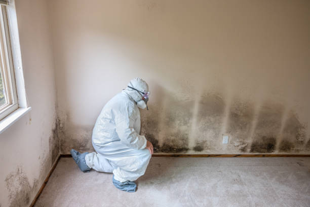 Best Same-Day Mold Removal  in Funny River, AK