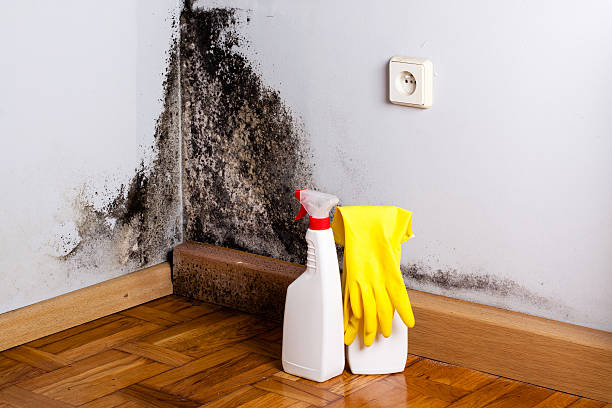Best Commercial Mold Removal  in Funny River, AK