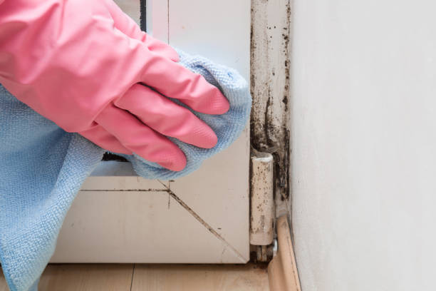 Best Affordable Mold Removal  in Funny River, AK