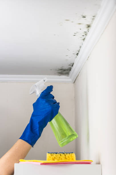 Best Mold Removal Company Near Me  in Funny River, AK